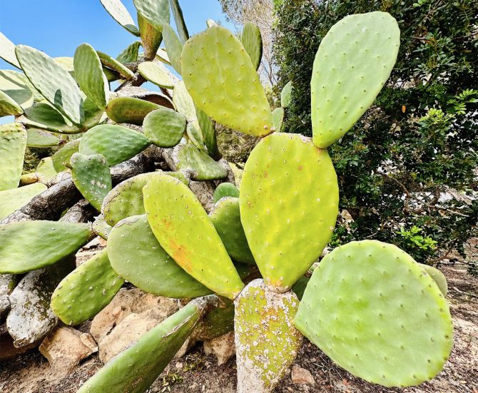 Can Chumbera cactus